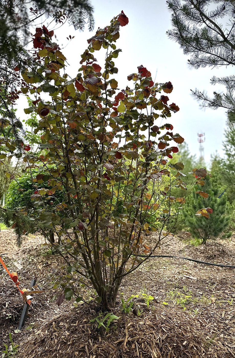 ЛЕЩИНА ОБЫКНОВЕННАЯ ПУРПУРНОЛИСТНАЯ