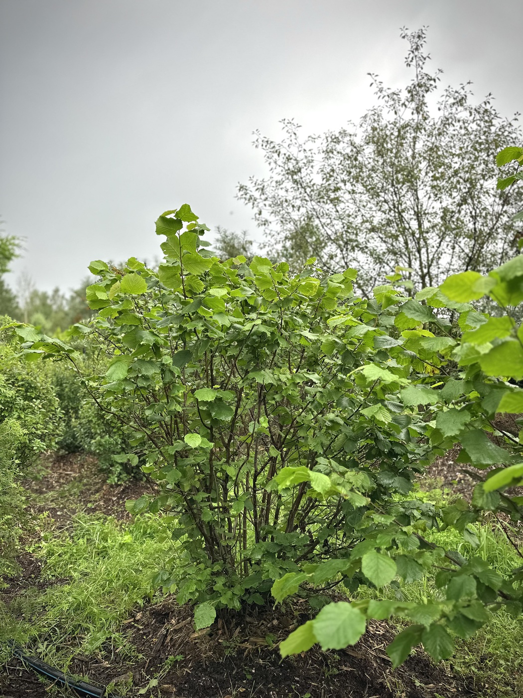 Лещина обыкновенная