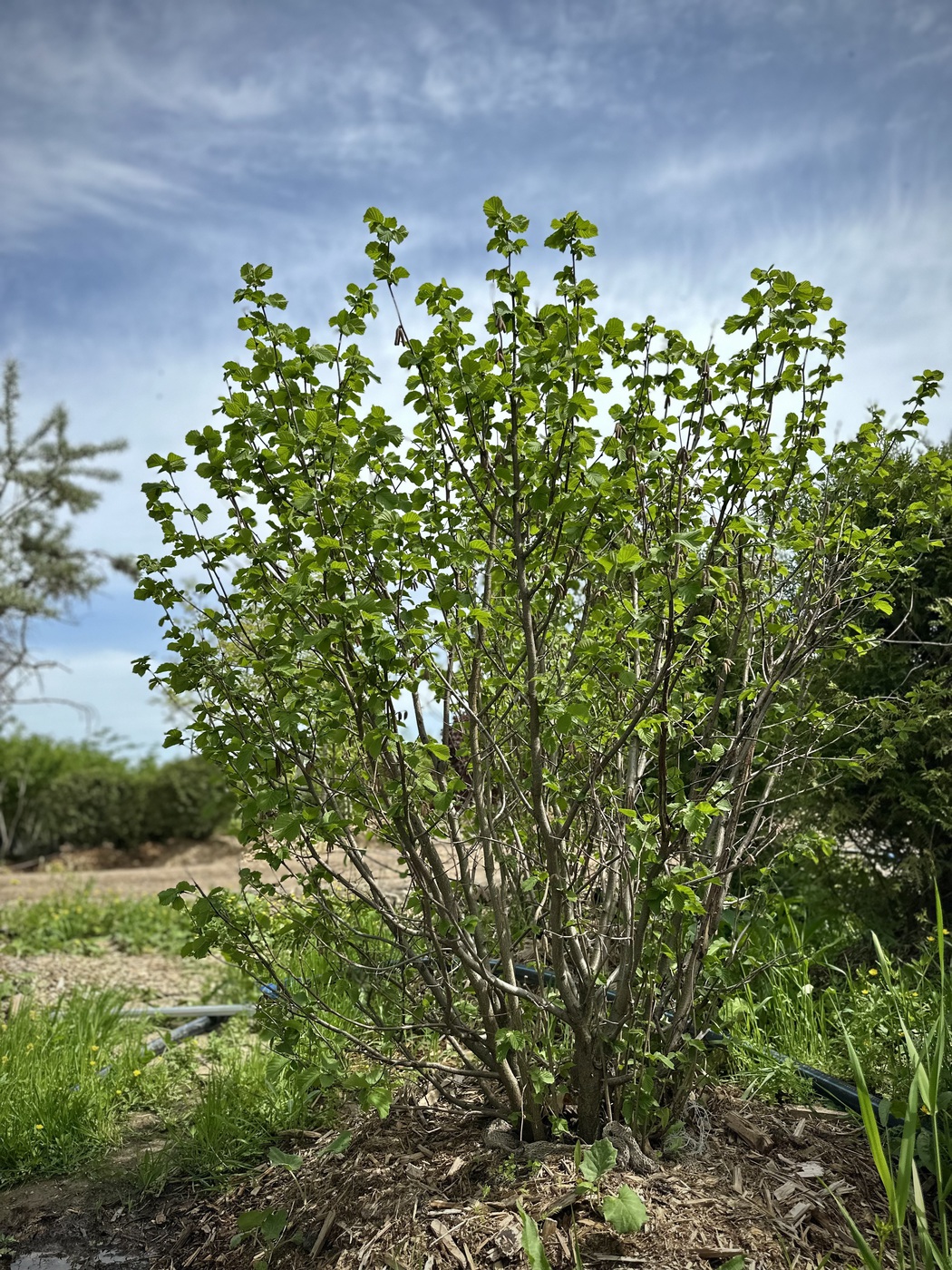 ЛЕЩИНА ОБЫКНОВЕННАЯ