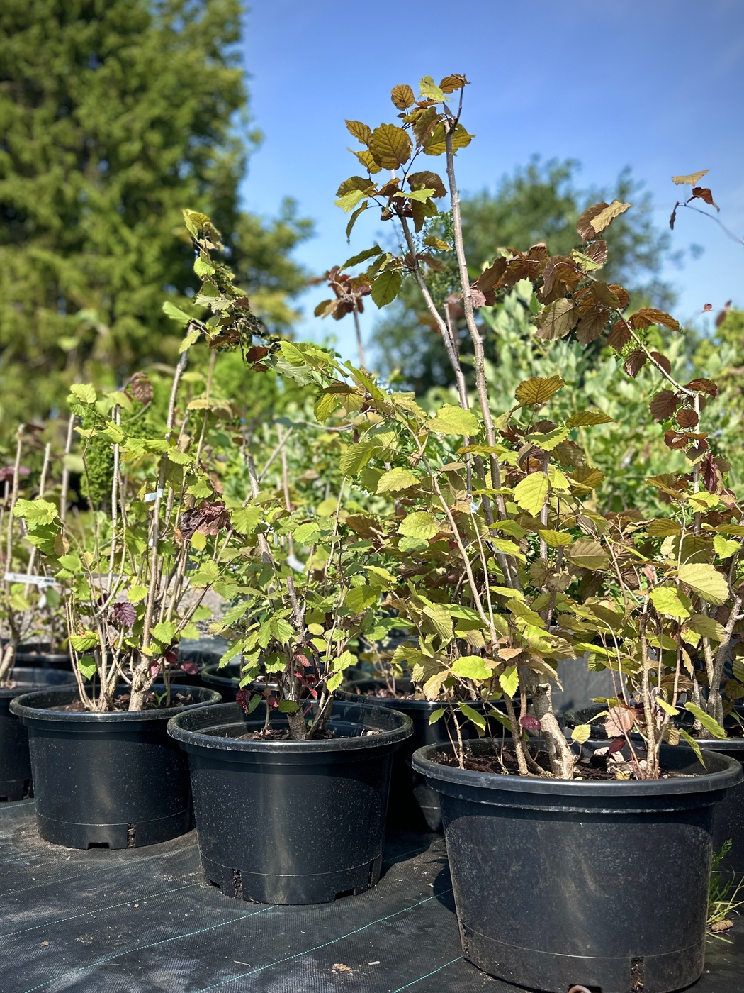 Лещина обыкновенная пурпурнолистная (Corylus avellana Atropurpurea)