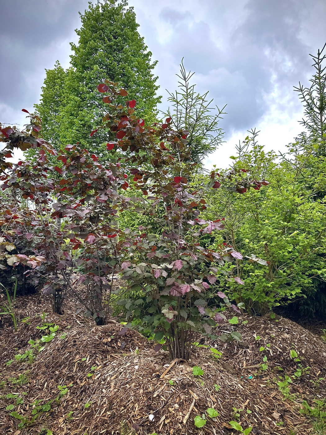 ЛЕЩИНА КРУПНАЯ ПУРПУРЕЯ (PURPUREA)