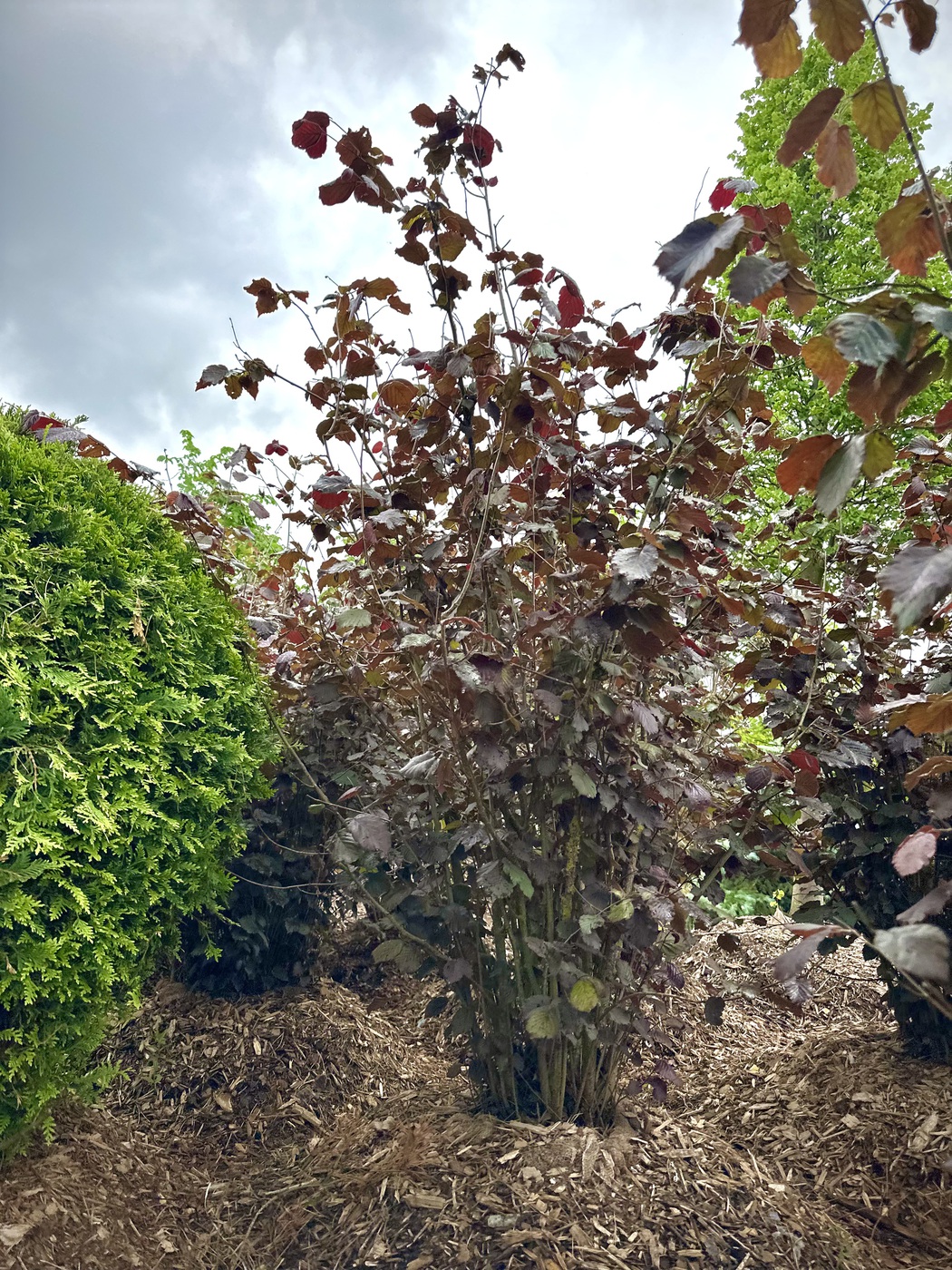 Лещина крупная `Пурпуреа``Purpurea`