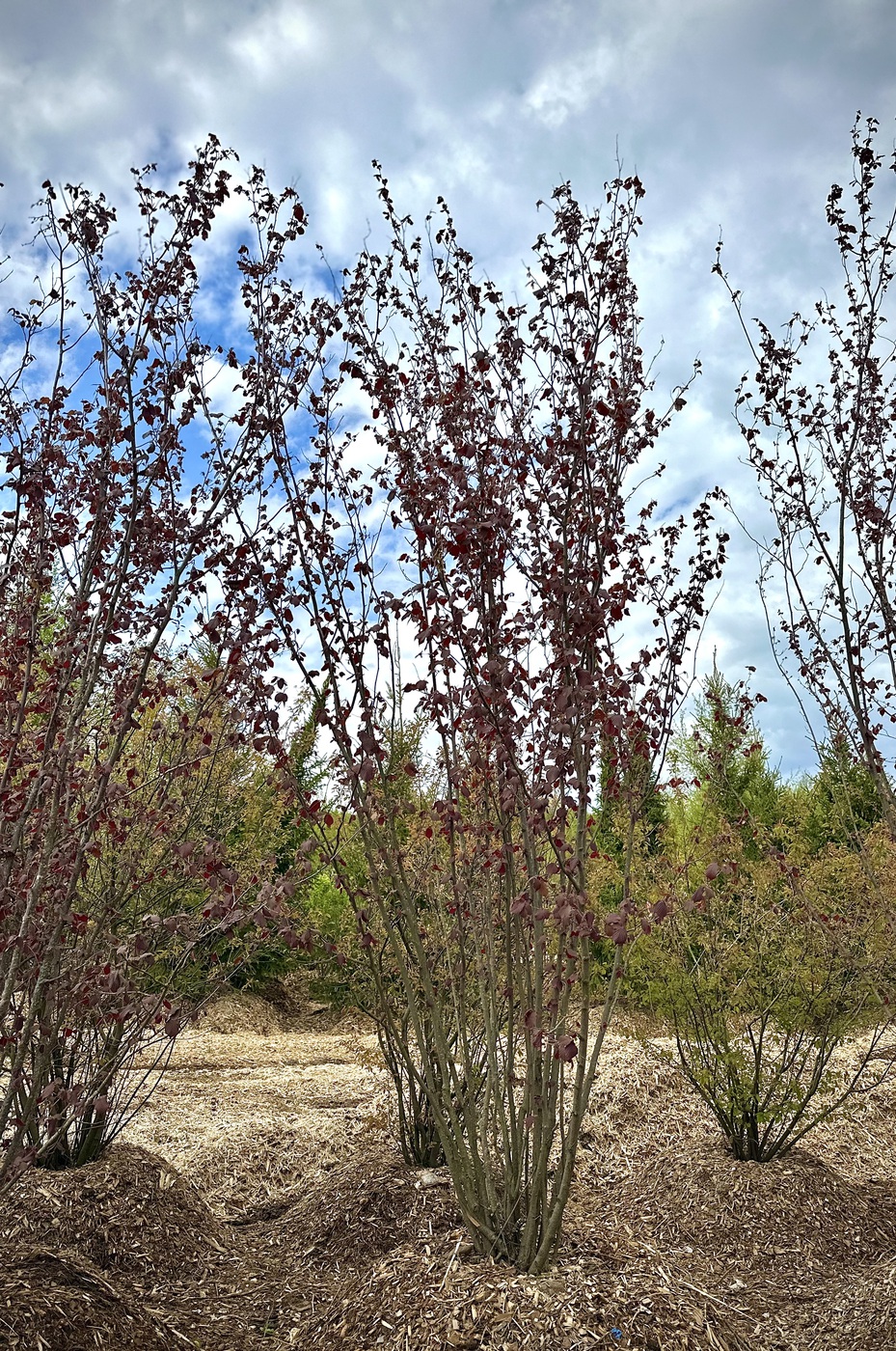 Лещина обыкновенная пурпурнолистная