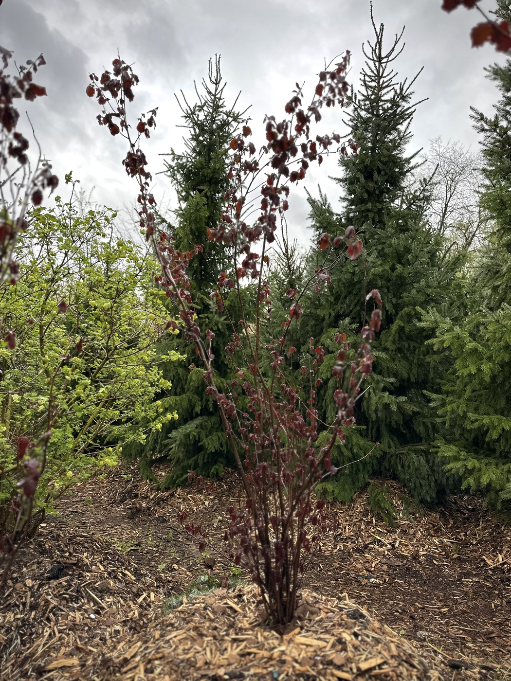 Лещина обыкновенная пурпурнолистная