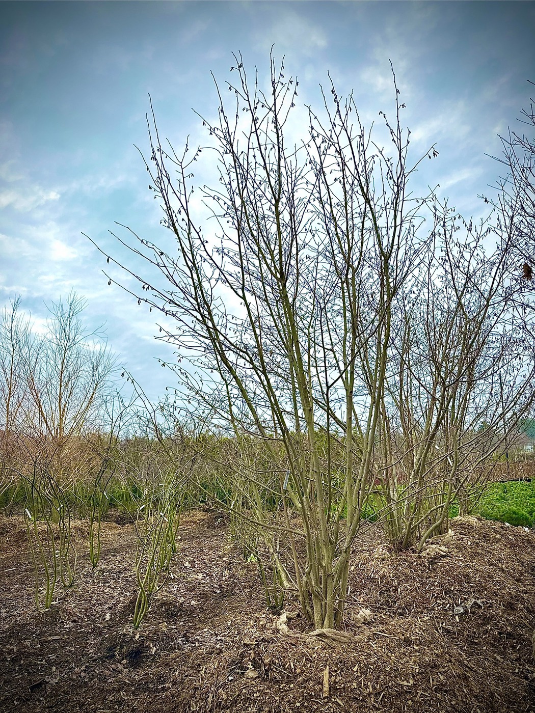 Лещина крупная `Пурпуреа``Purpurea`