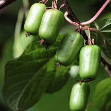 Актинидия в ассортименте