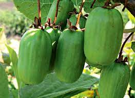 Актинидия в ассортименте