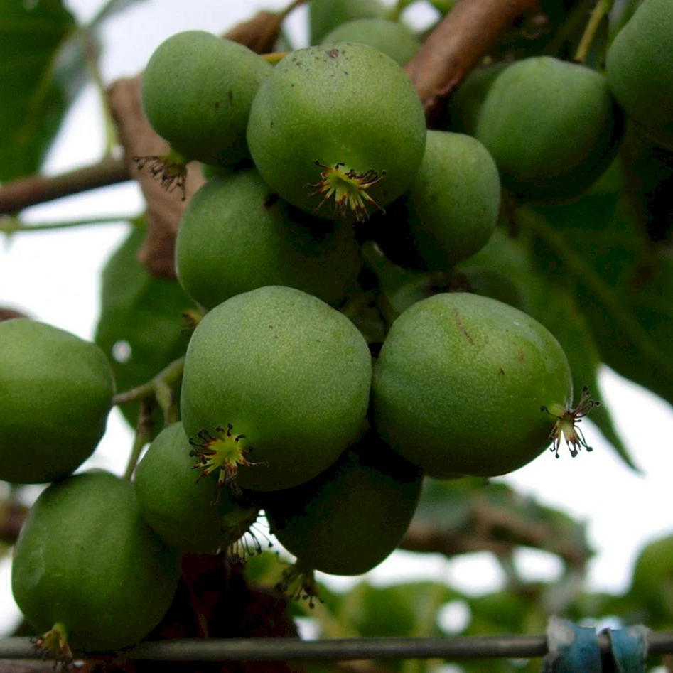 Актинидия аргута `Солнечный` (мужская)