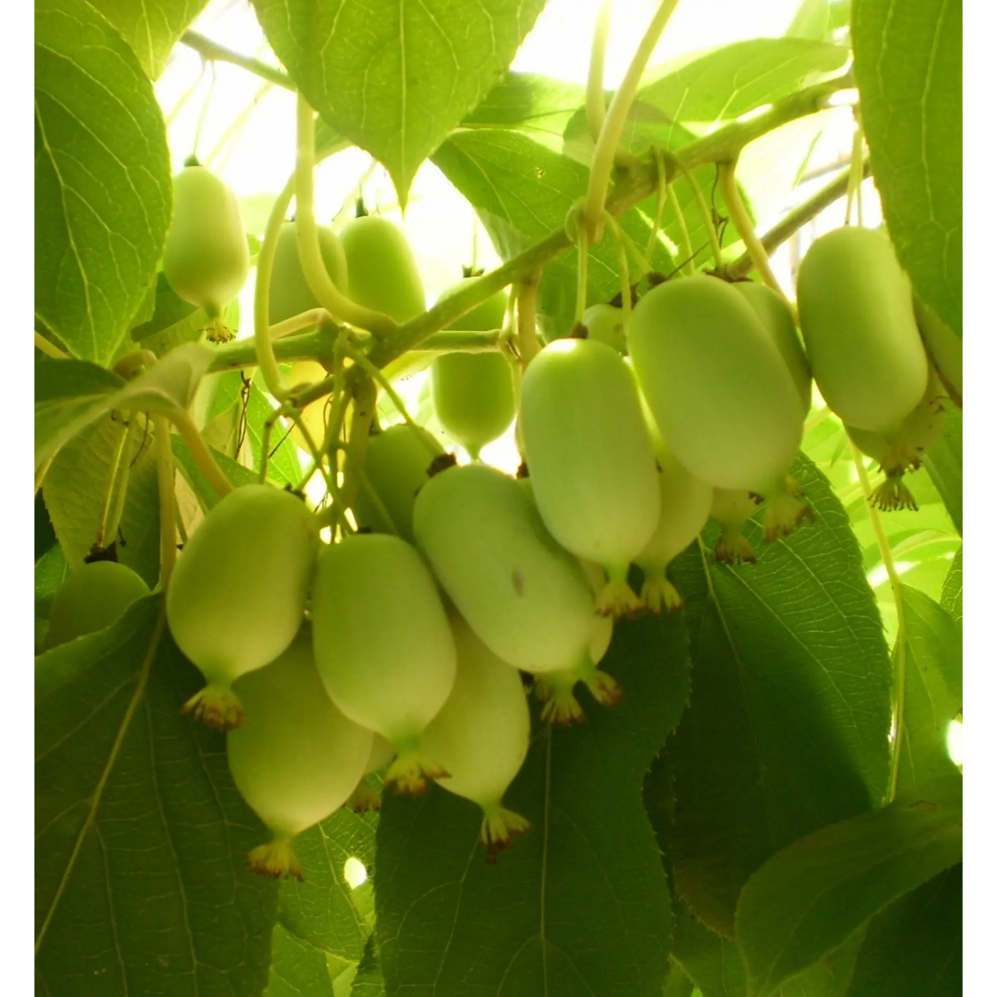 Актинидия аргута `Эстафета`