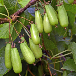 Актинидия коломикта `Сладкая Палочка`