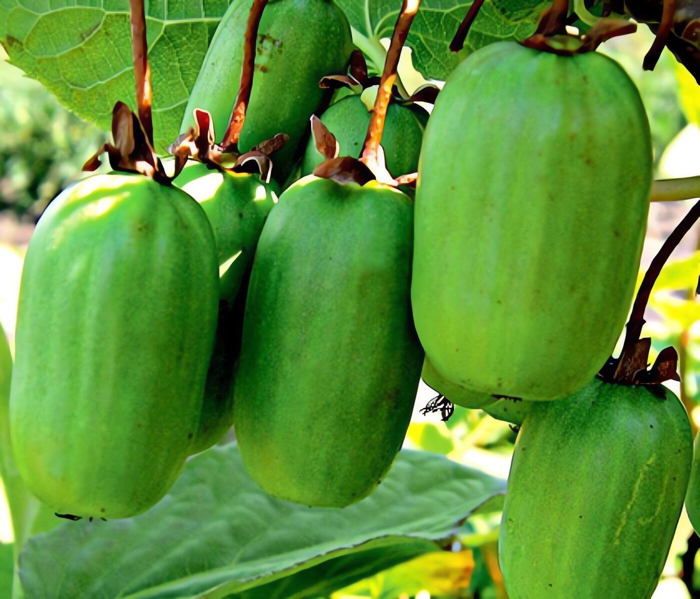 Актинидия коломикта `Памяти Учителя`