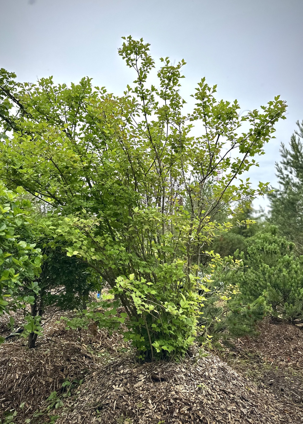 Калина обыкновенная (Viburnum opulus)