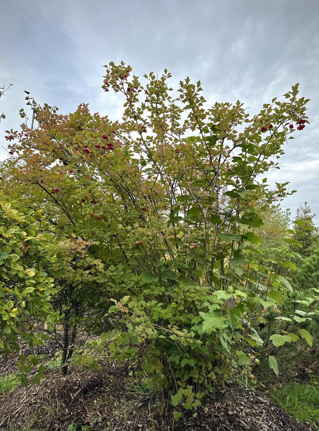 Калина обыкновенная (Viburnum opulus) — изображение 5