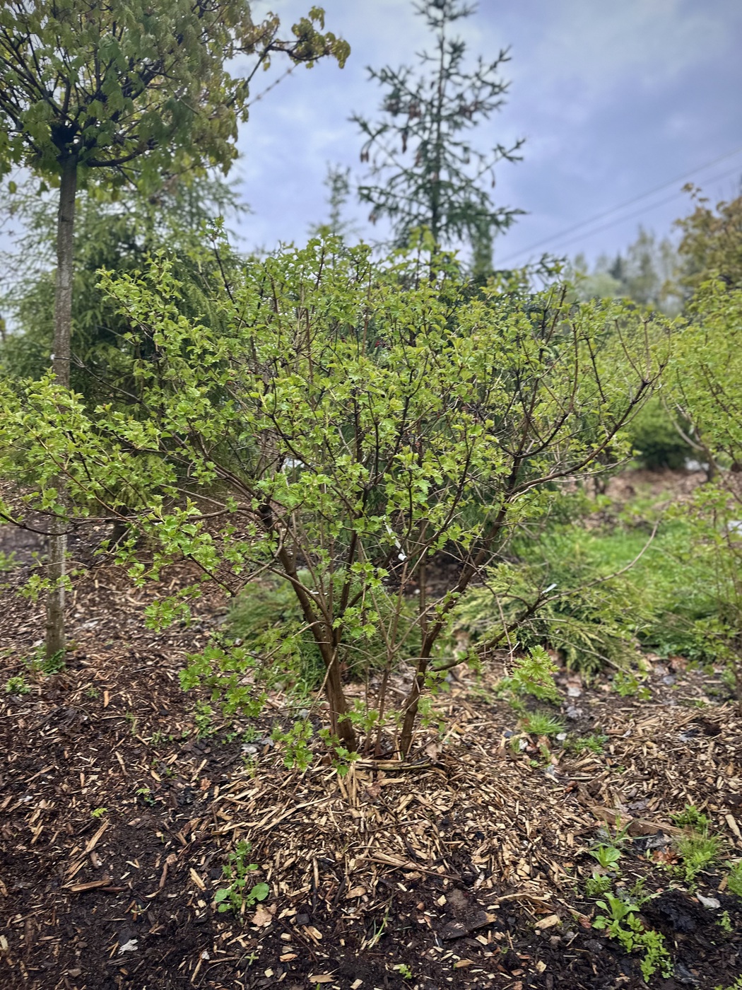 Калина обыкновенная