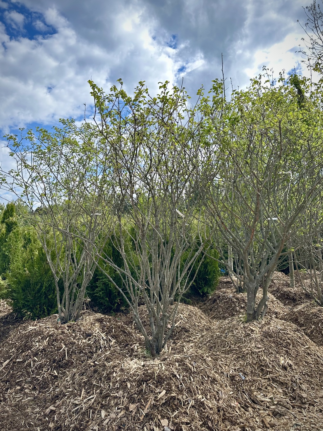 Калина обыкновенная