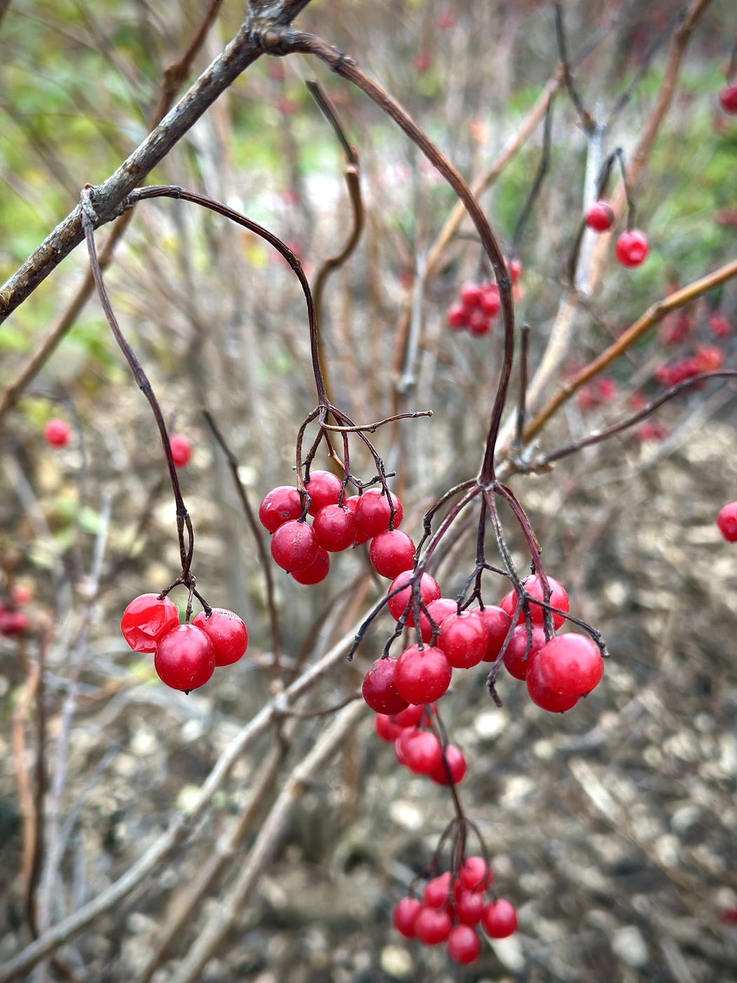 Калина обыкновенная `Ленинградская отборная`