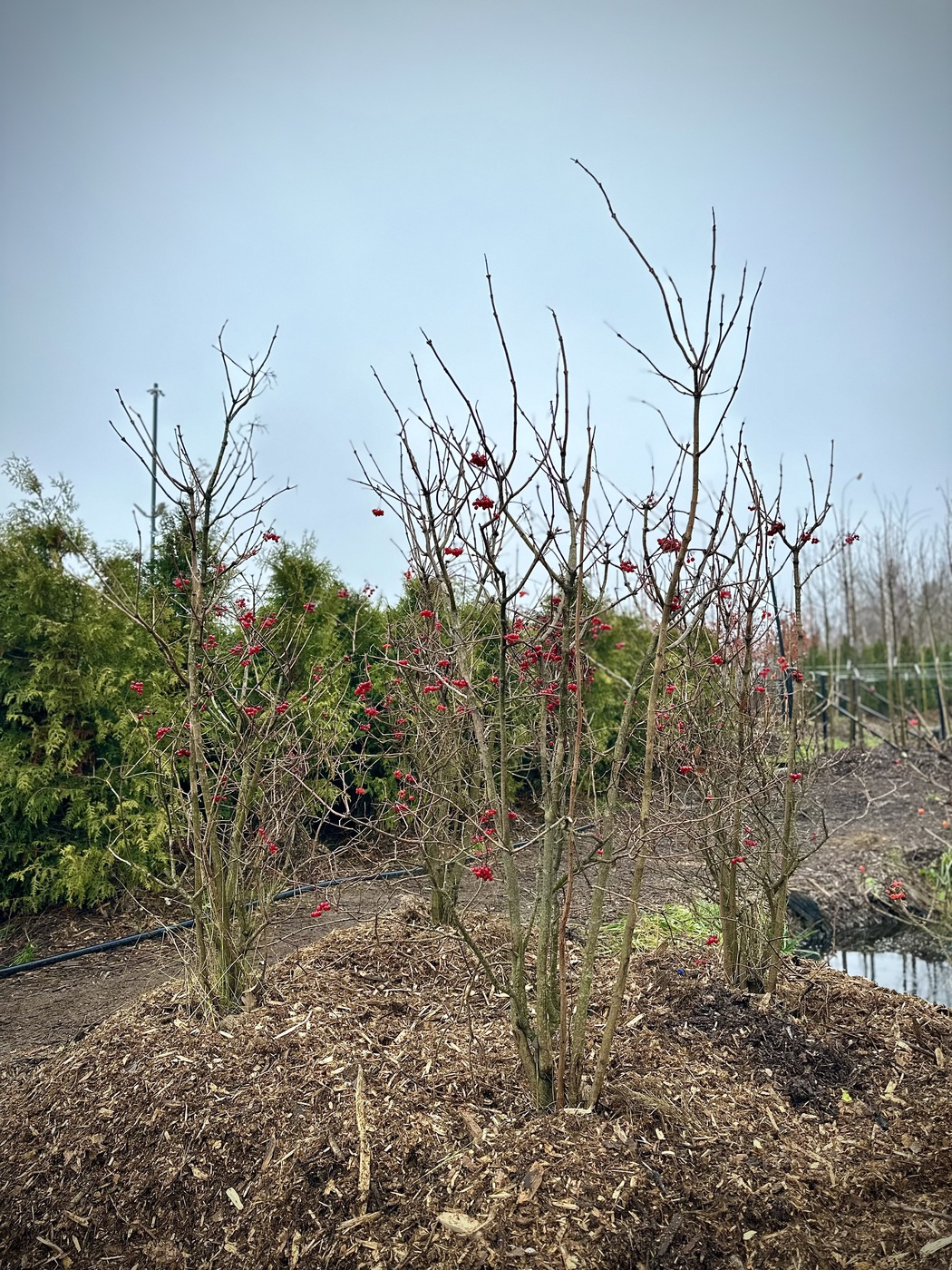 Калина обыкновенная — изображение 2