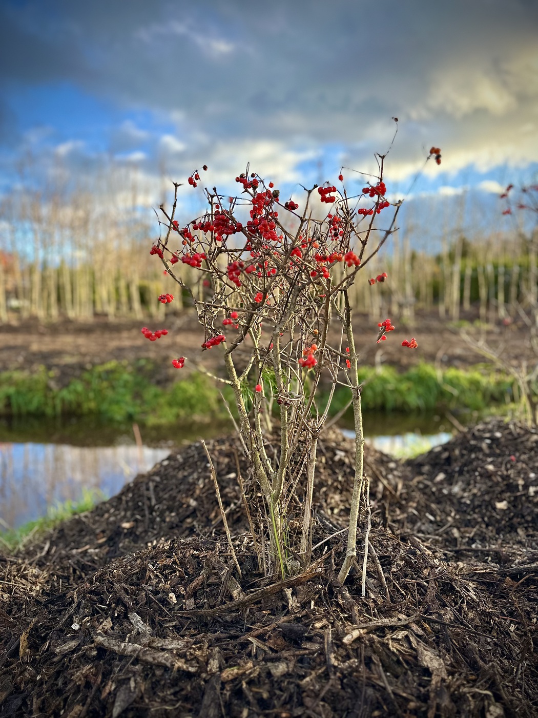 Калина обыкновенная `Компактум` `Compactum`