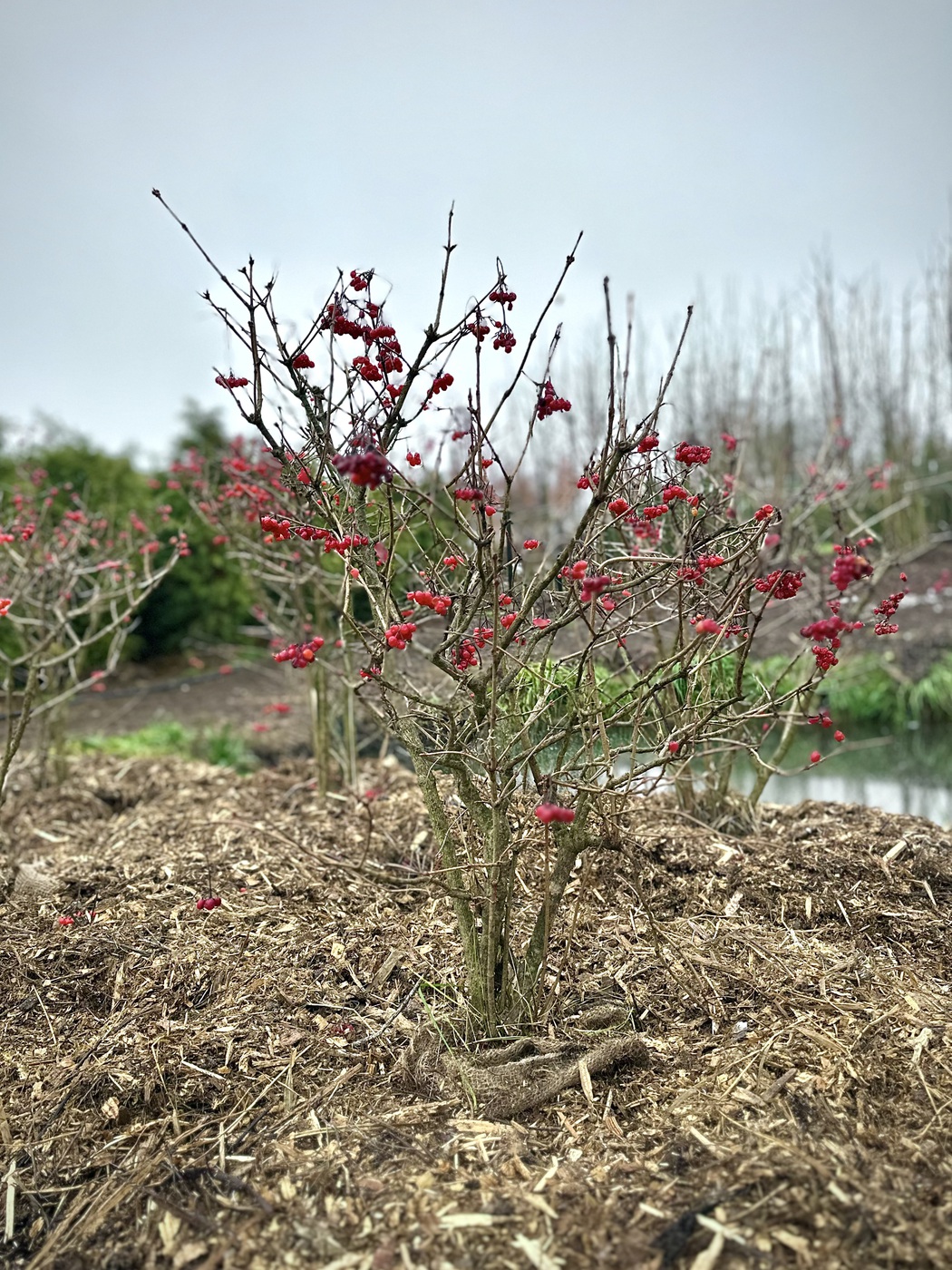 Калина обыкновенная `Компактум` `Compactum`