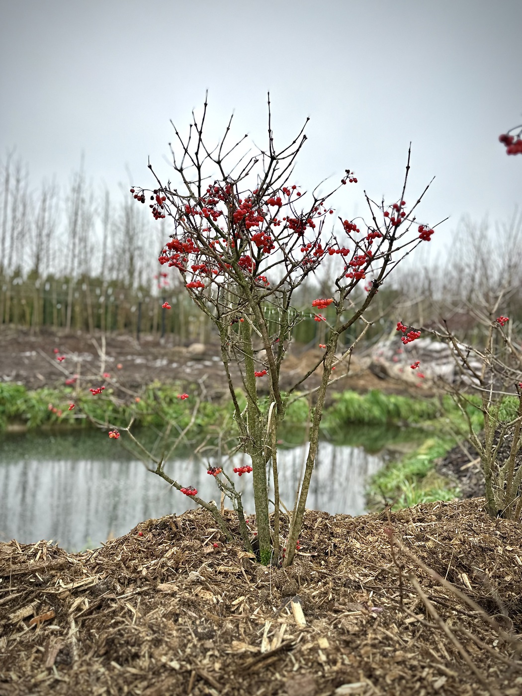 Калина обыкновенная `Компактум` `Compactum`