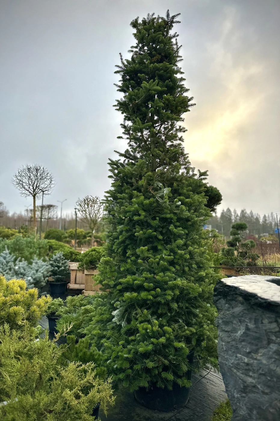 Пихта корейская