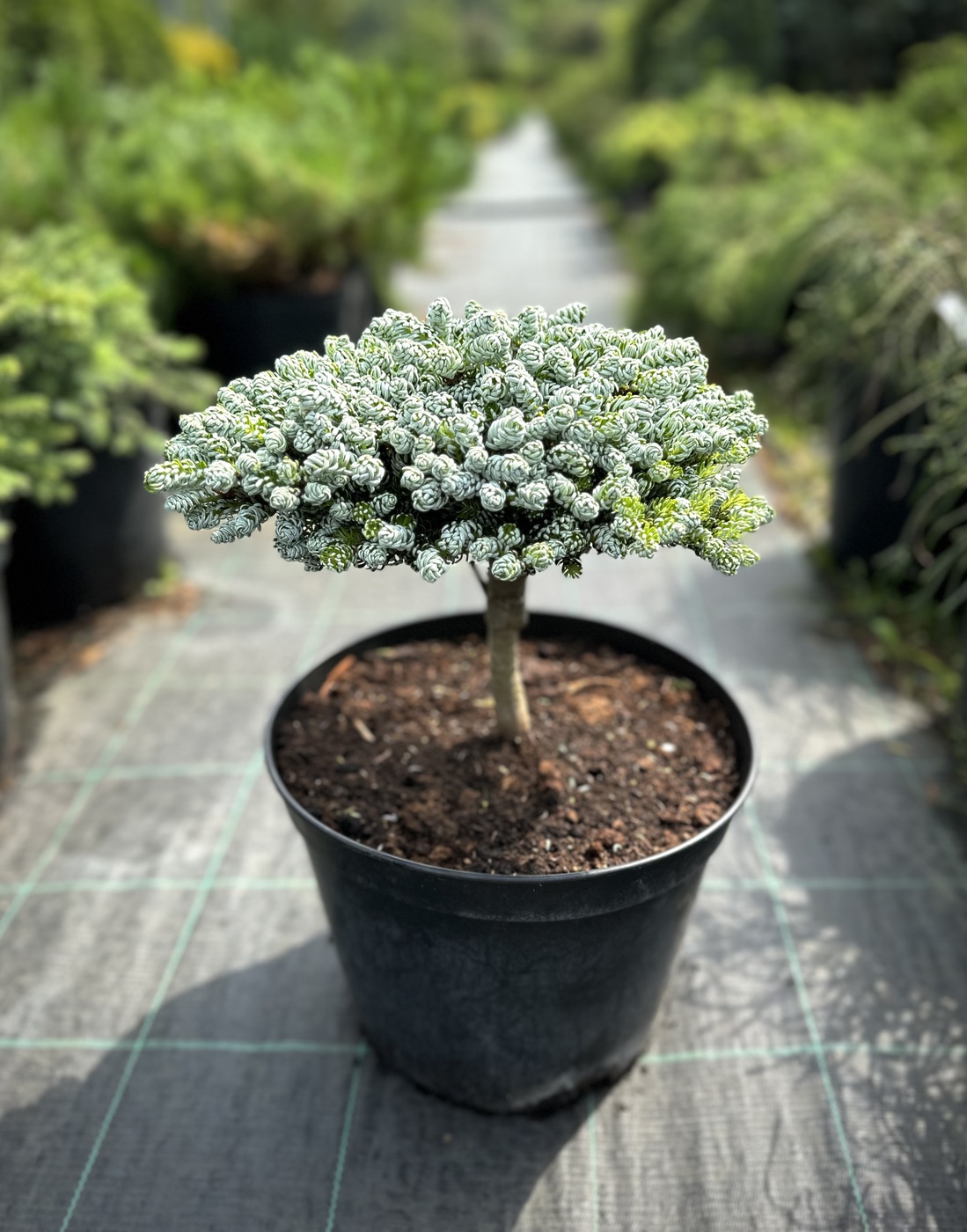 Пихта `Когоутс Айсбрекер``Kohout`s Icebreaker`