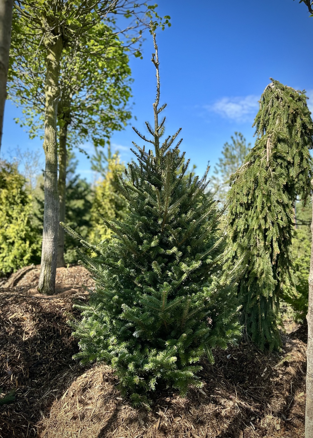 Пихта корейская `Самлинг``Samling`