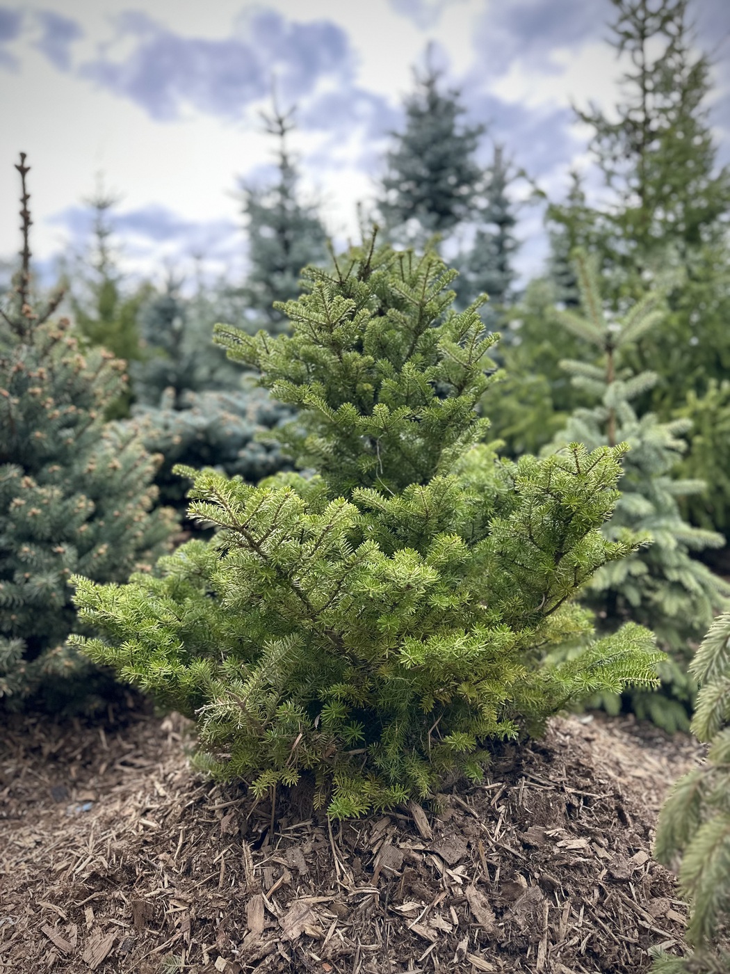 Пихта корейская