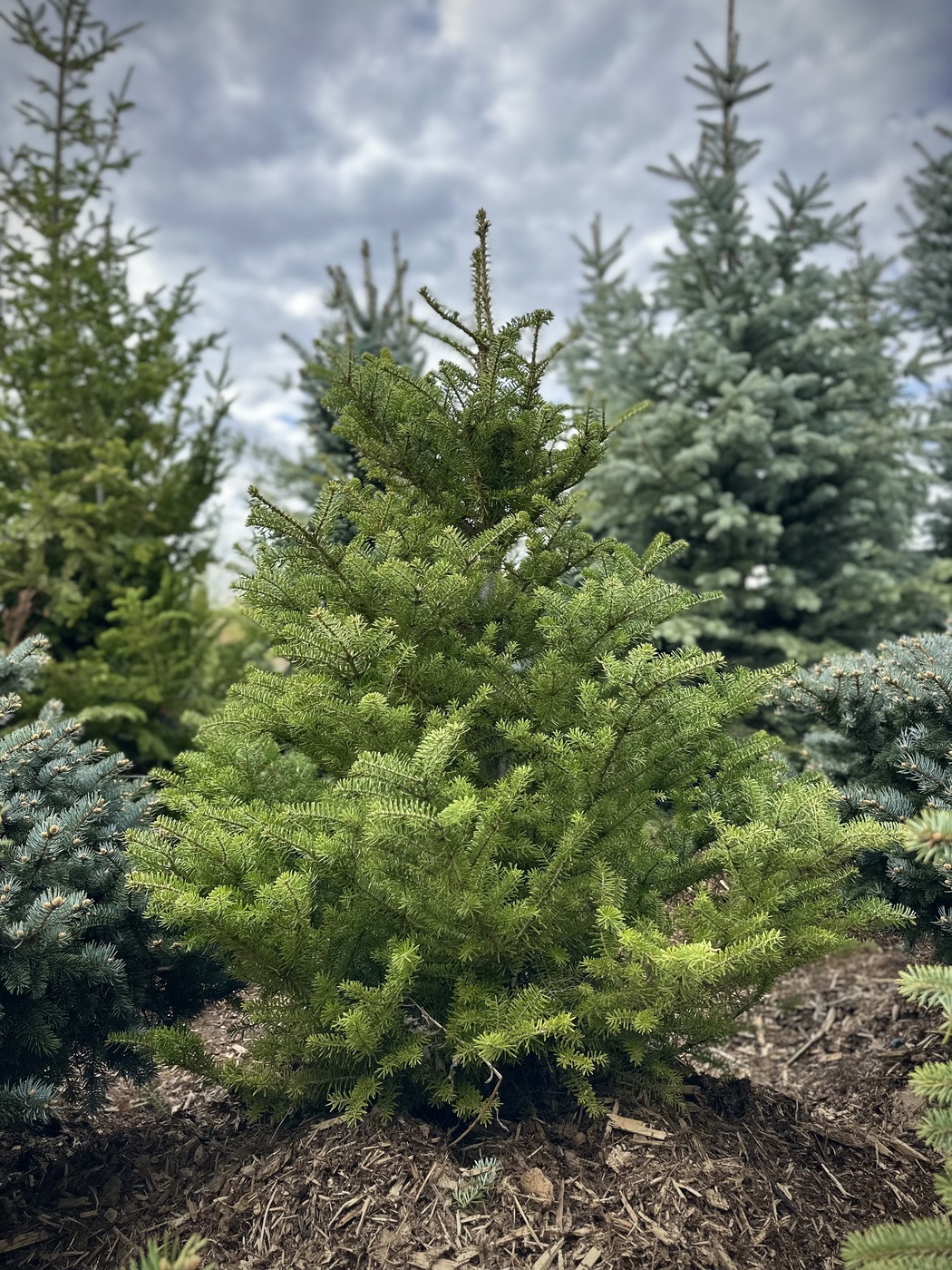 Пихта корейская