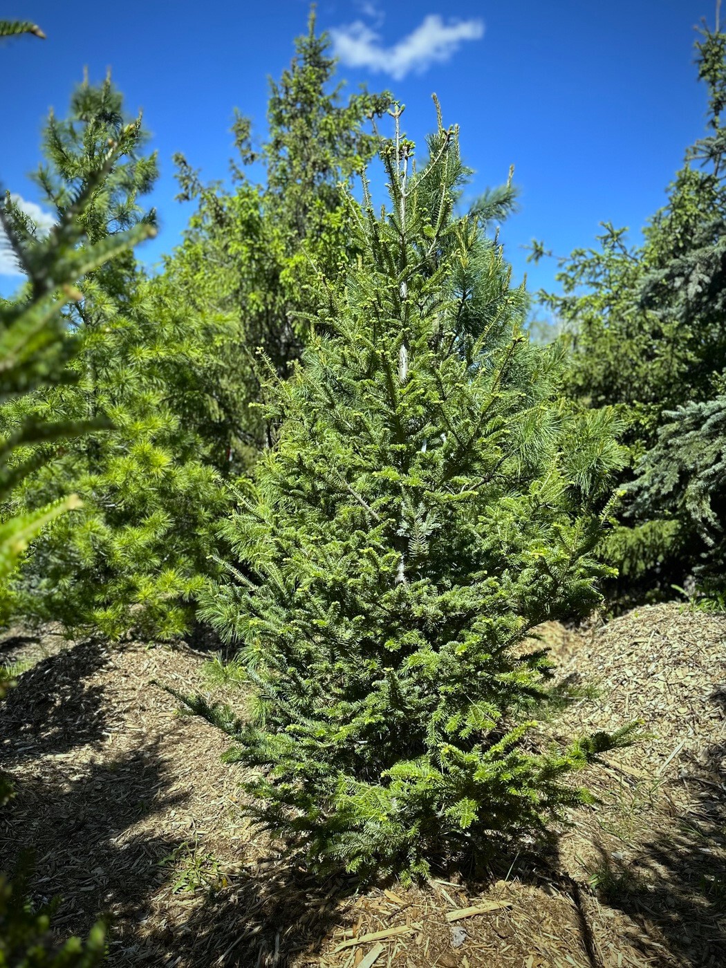 Пихта бальзамическая