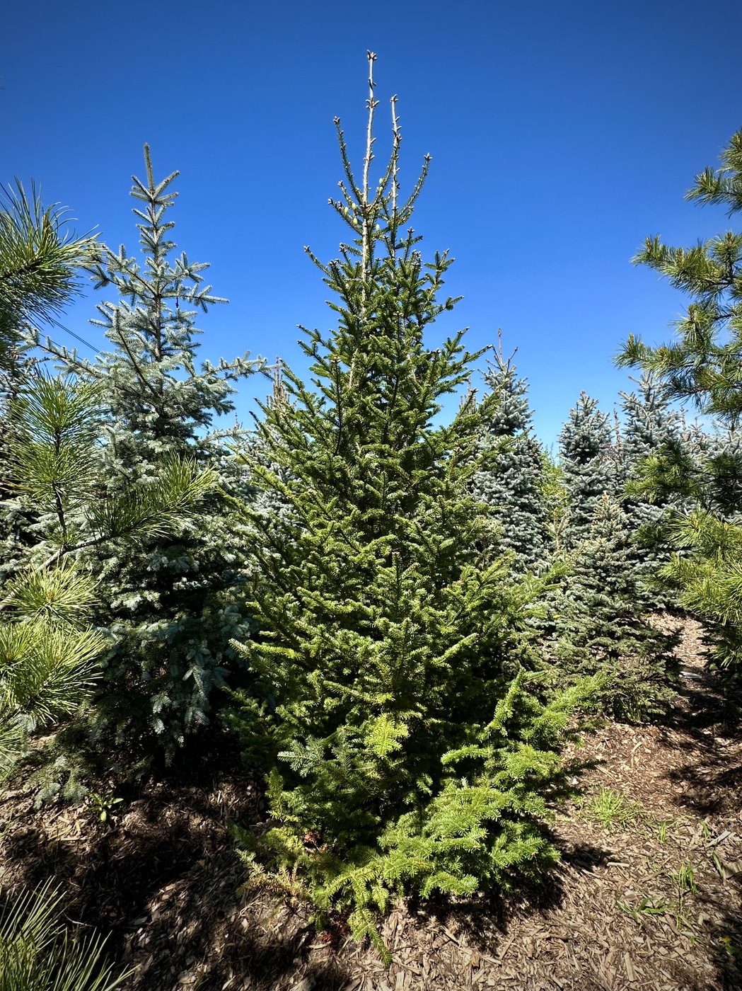 Пихта бальзамическая