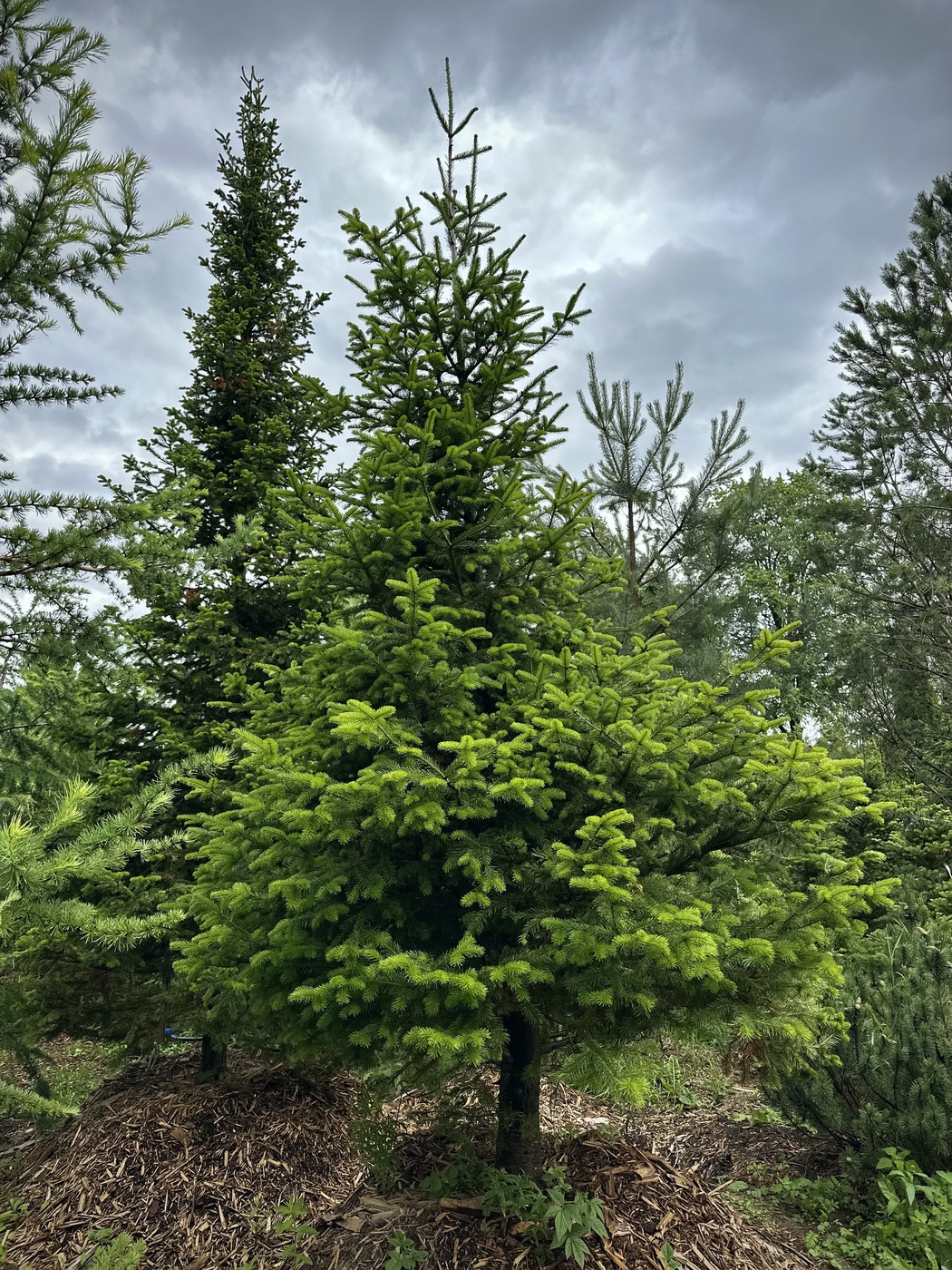 Пихта сибирская