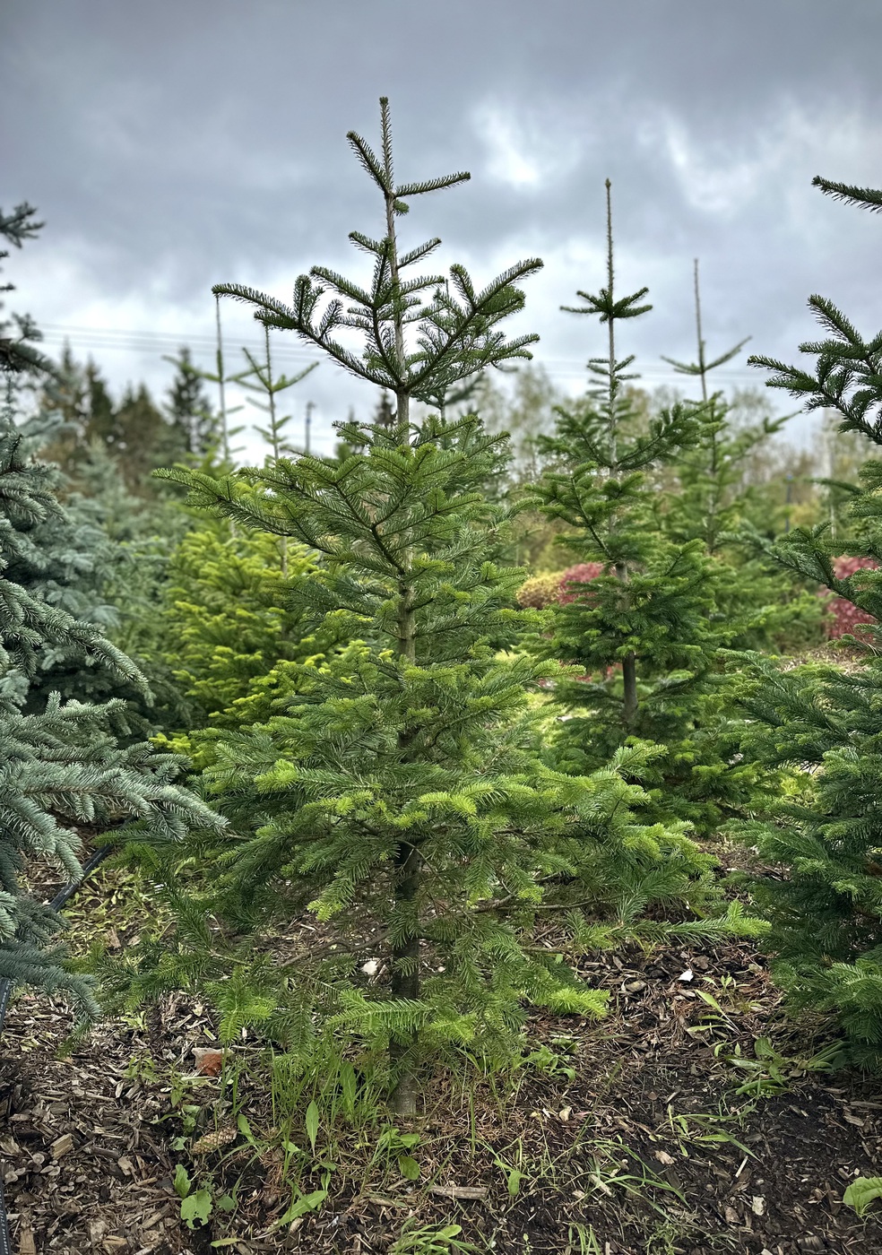 Пихта сибирская