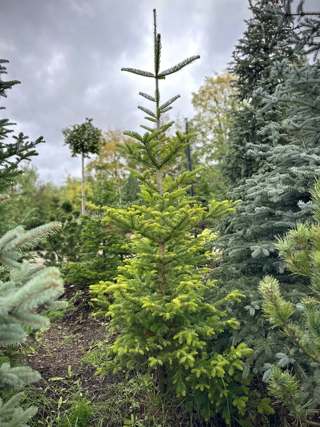 Пихта сибирская