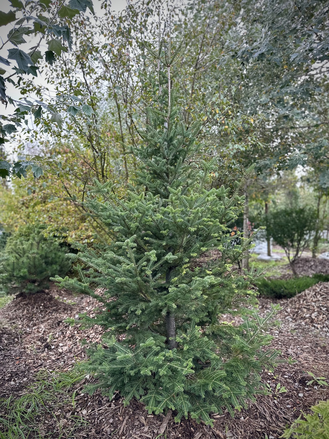 Пихта бальзамическая