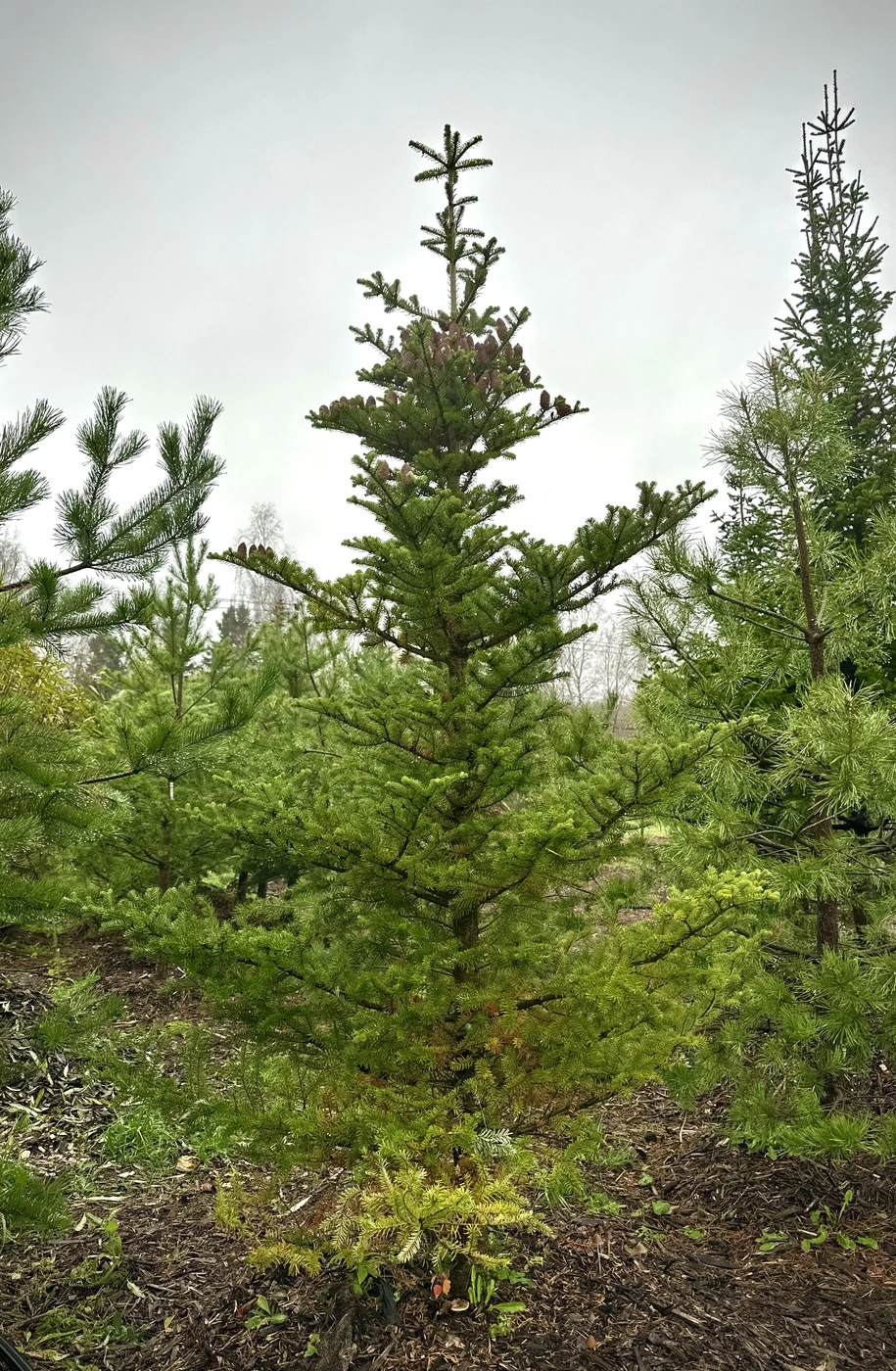 Пихта корейская