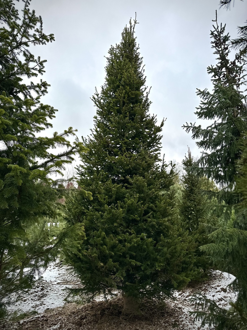 Пихта сибирская (Abies Sibirica)