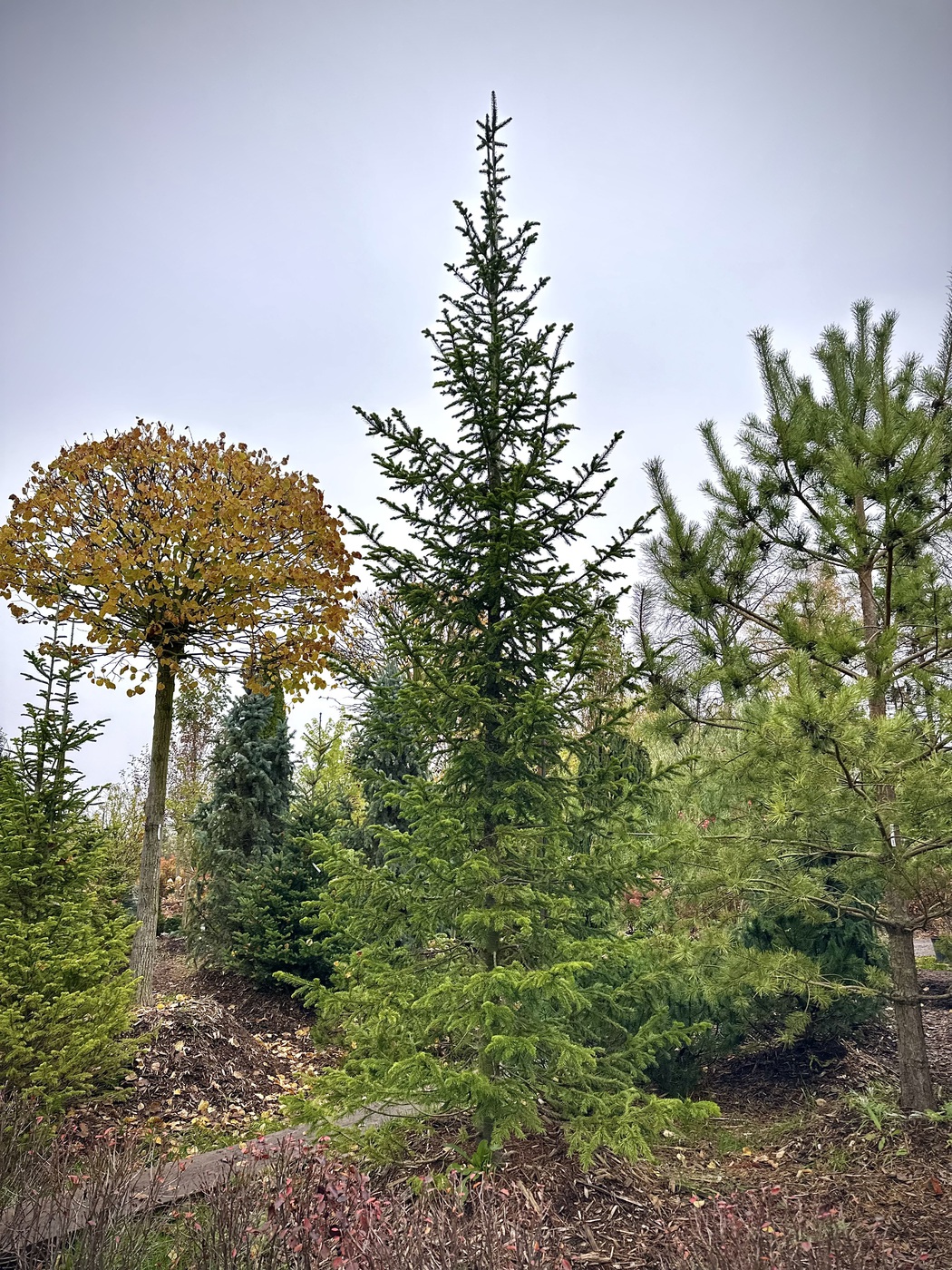 Пихта сибирская (Abies Sibirica) — изображение 2