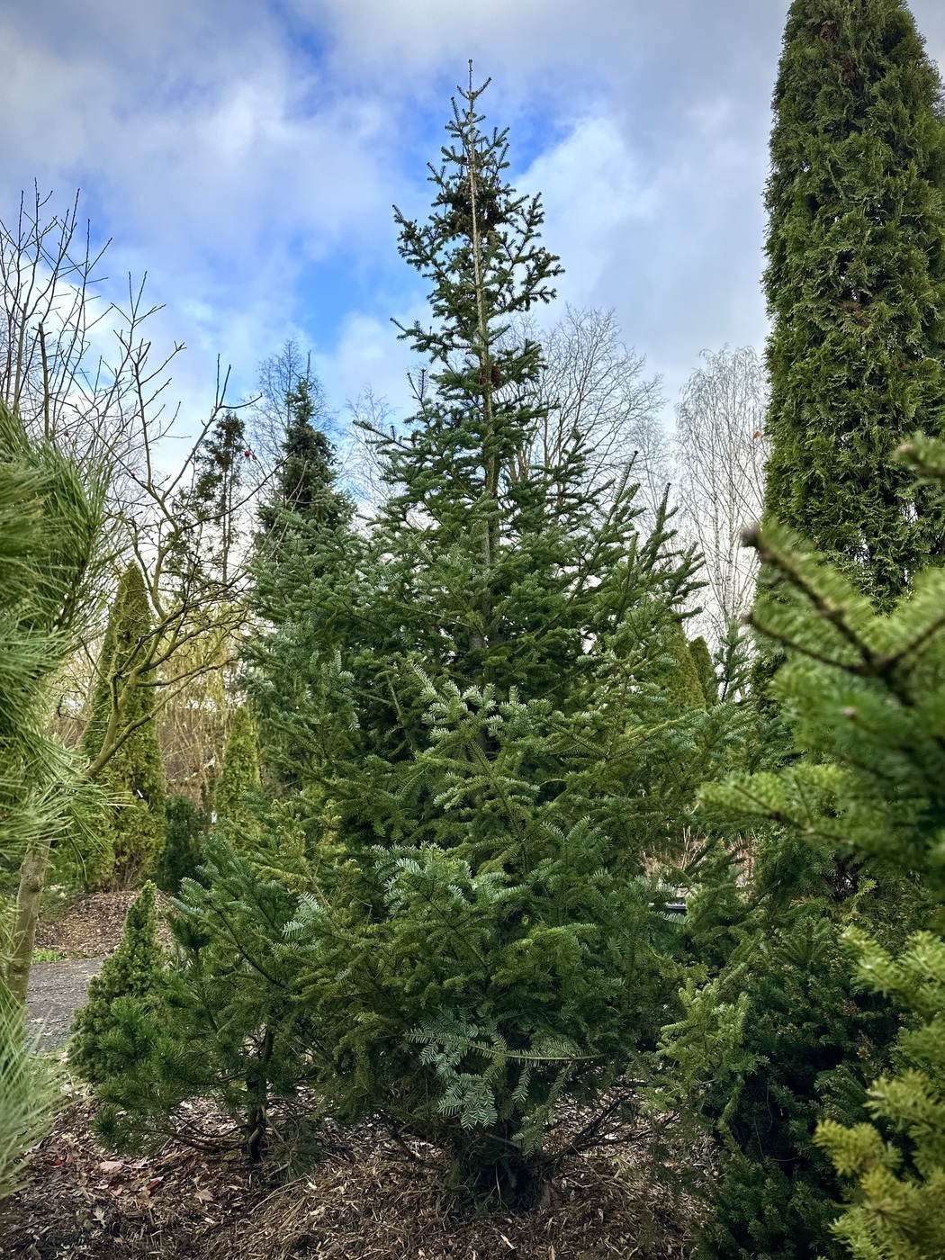 Пихта бальзамическая