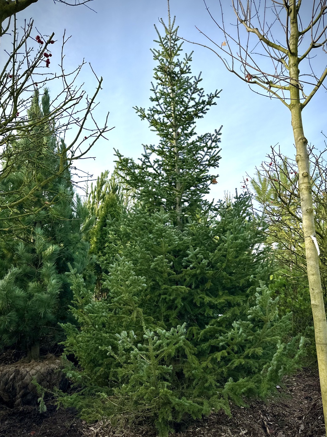 Пихта бальзамическая