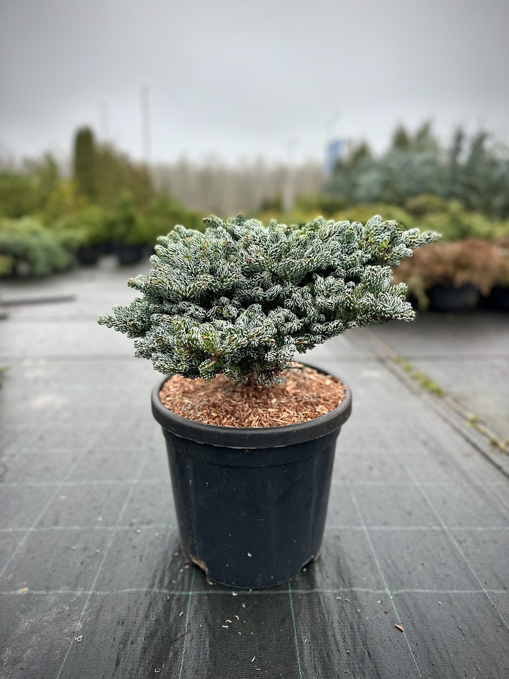 Пихта `Когоутс Айсбрекер``Kohout`s Icebreaker`