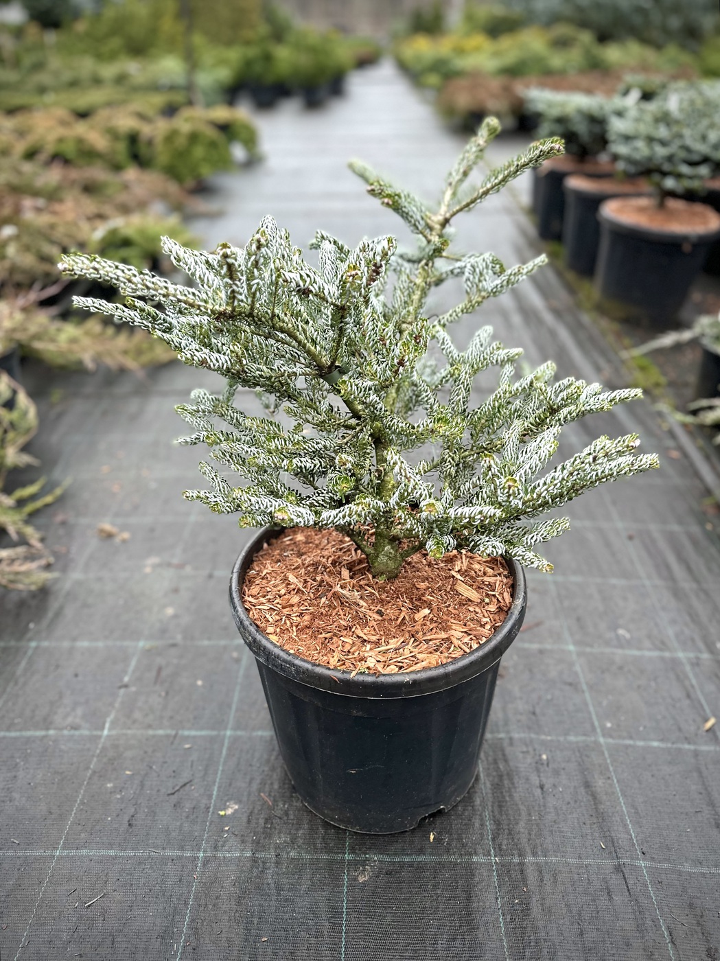 Пихта `Сильберлок``Silberlocke`