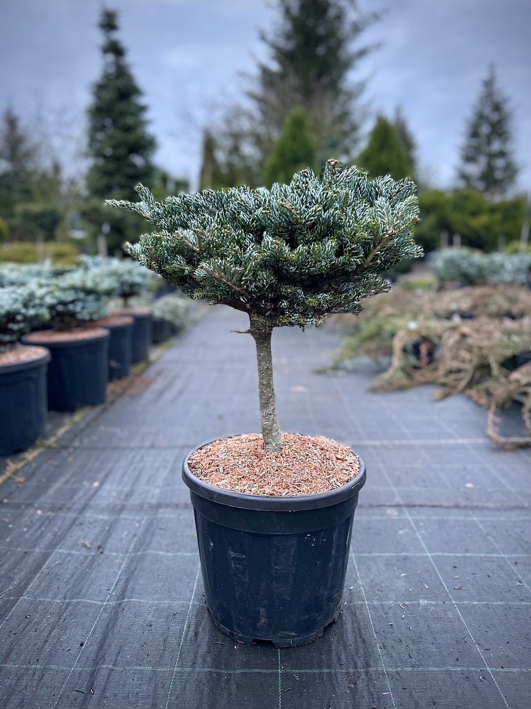 Пихта `Когоутс Айсбрекер``Kohout`s Icebreaker`