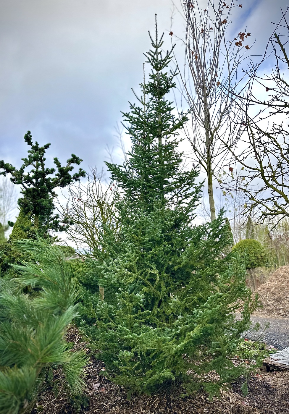 Пихта бальзамическая