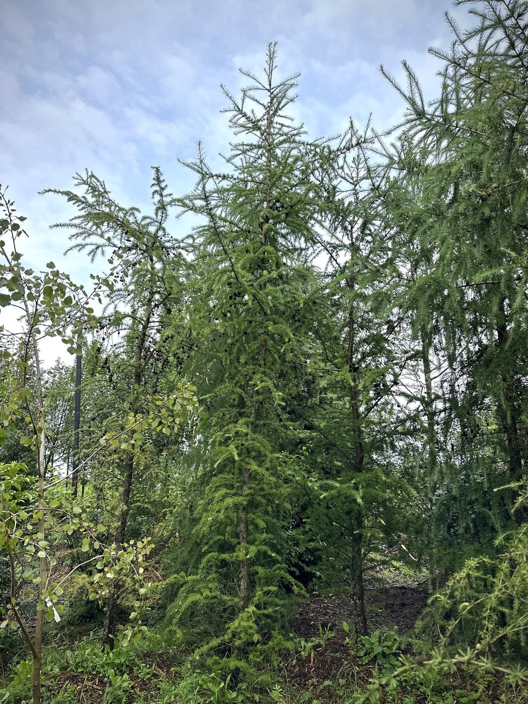 Лиственница Кемпфера