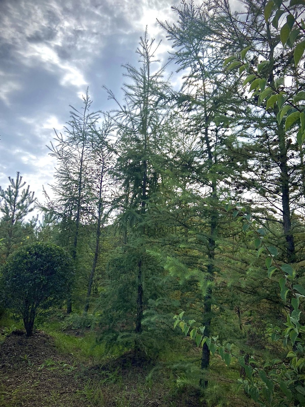 Лиственница Маргилинда