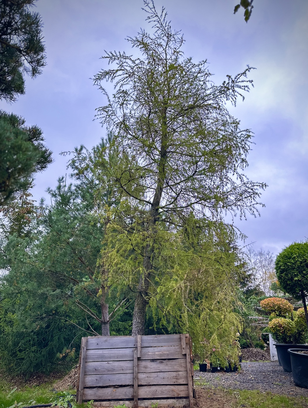 Лиственница европейская