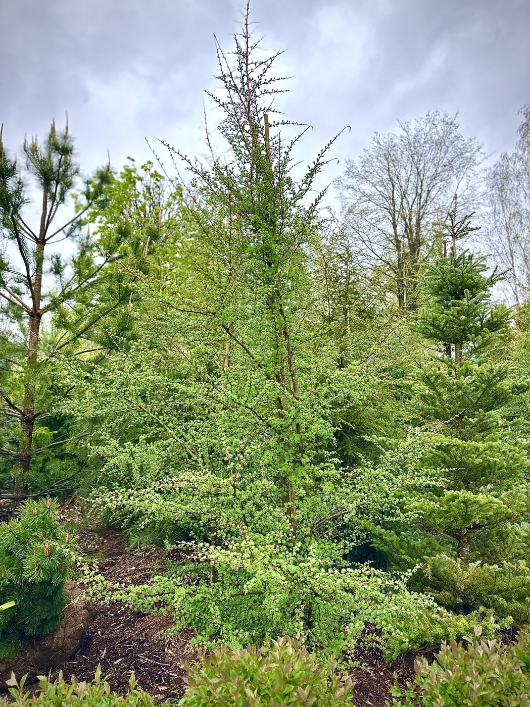 Лиственница Маргилинда