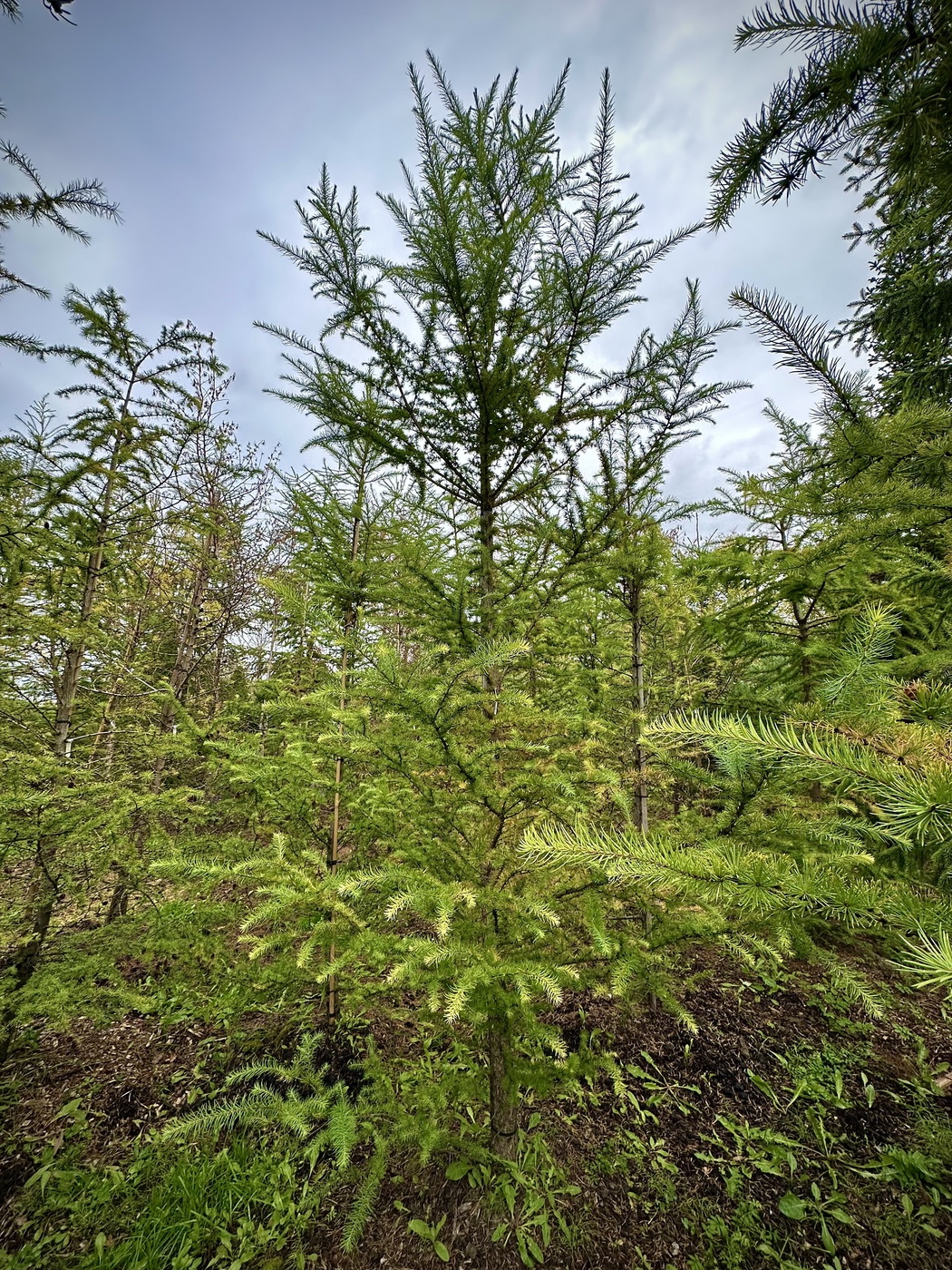 Лиственница Маргилинда