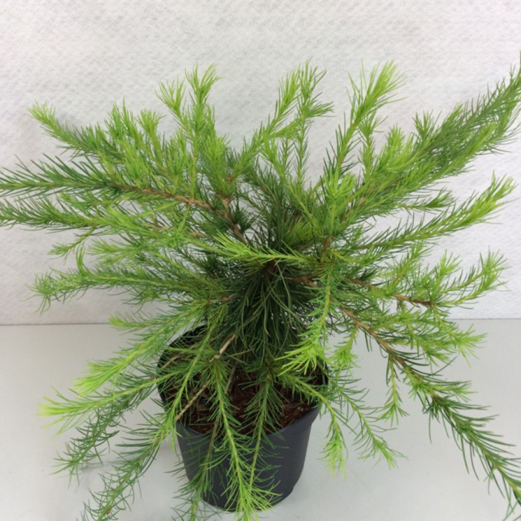 Лиственница американская `Аретуза Бог``Arethusa Bog`